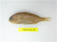 藏品(貝氏鬚銀眼鯛)的圖片